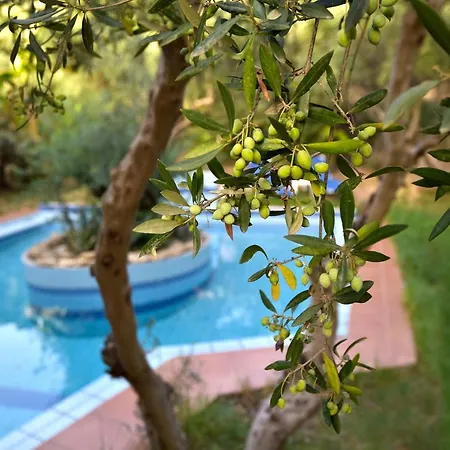 Villa Olive Farm Agia Marina (Crete)